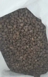 بادام کوهی