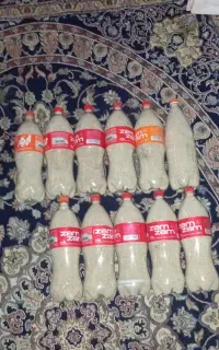 بذر هلندی گوجه ای
