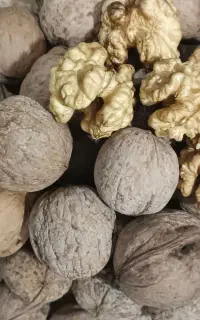 نهال گردو اصلاح شده