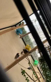 فنچ کینگ و زبرا مولد با جوجه ۱۵۰ تومن