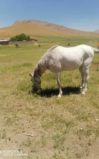 مادیان کوردی بومی عشایری