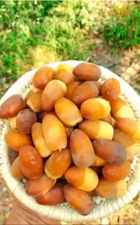 رطب عسلی نوبرانه و خرما خوزستان عمده و جزیی