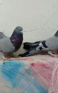 کبوتر پر