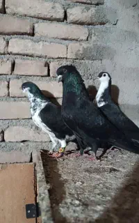کبوتر ساده افشان کفتر زاغ