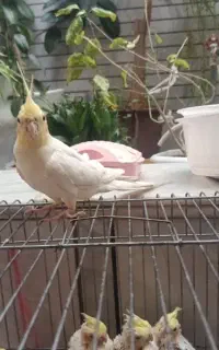 عروس هلندی