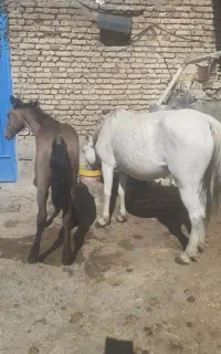 اسب پالونی