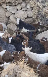 بزغاله کهره بومی