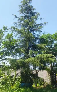 سدروس زیبا کم نظیر