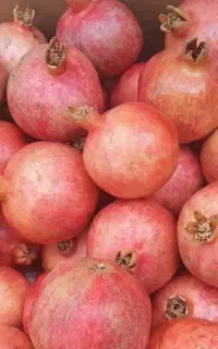 تازه قرمز