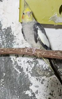 یک عدد عروس هلندی نر