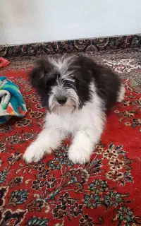 سگ. خانگی