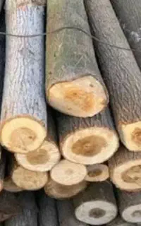 خرید و فروش چوب باغی