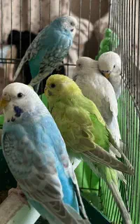 مرغ عشق با رنگ بسیار زیبا و کمیاب