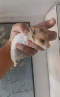 بچه همستر