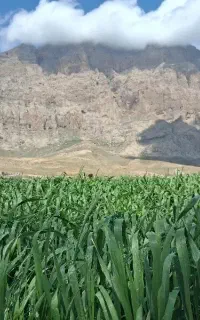 سرکارگری