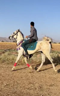 اسب نریان بزن برو