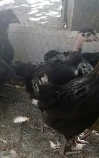 جوجه مرغ خروس سیاه