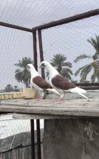 جوجه دوکت آلمانی
