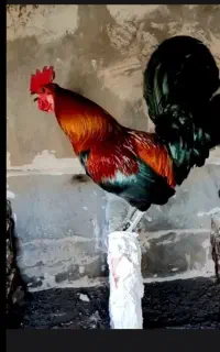 تخم نطفه دار کوردی اصل