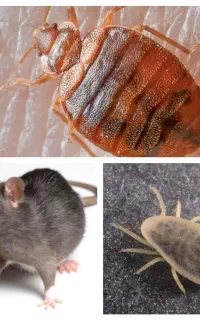سم پاشی سوسک ساس بید موش موریانه منازل کنه