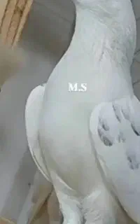 کبوتر نر فراری