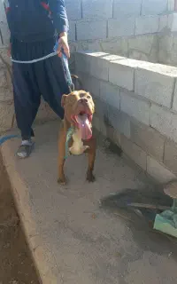 سگ پیتبول