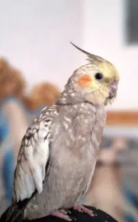 گمشده