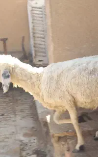 گوسفند ماده