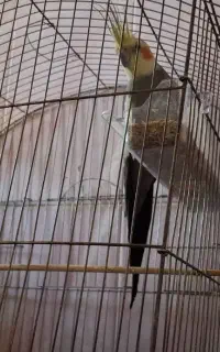 عروس هلندی جفت