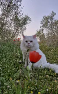 گربه نژاد پرشین خالص