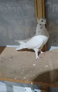 کبوتر طوقی ماده