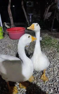 غاز نر و ماده هستند و خیلی سر حال و عالی
