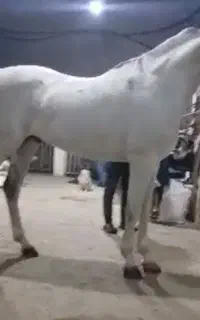 اسب عرب یه سر