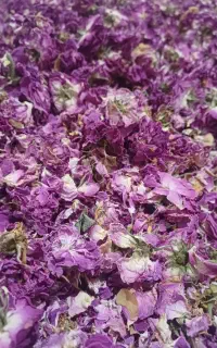 گل محمدی