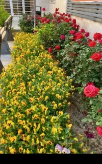 انجام کلیه کارهای باغبانی، باغچه، سمپاشی