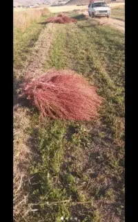 جارو دسته ای صد تومن