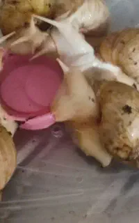 فروش حلزون اچاتینا