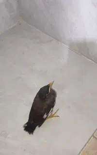 مرغ مینا نر