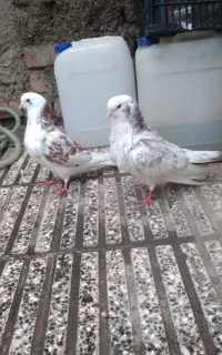 کبوتر