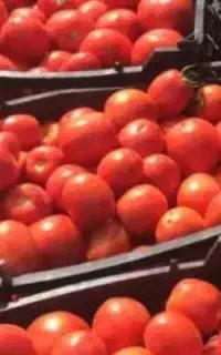 آب گوجه گیری سیار