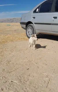 سگ خانگی خوشگل