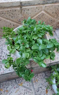گل طبیعی