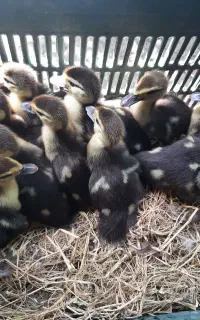 اردک اسرائیلی ۱۵ روزه سالم و محلی دونه ای ۱۲۰