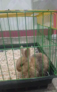 نژاددار جرسی