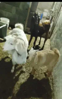 یک بز با کهره نره ۳ ماه