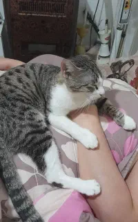 واگذاری گربه ماده دستی خونگی