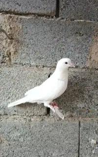 انواع کفتر ،حراج