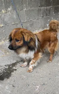 سگ اشپیتز پامر