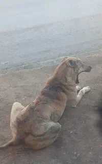 سگ خشتیپ