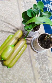 سوسیس وکالباس خانگی